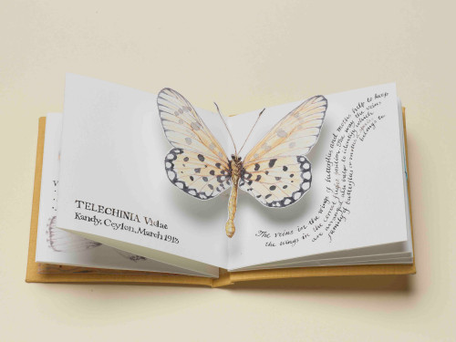 Carol Kearn's butterfly book