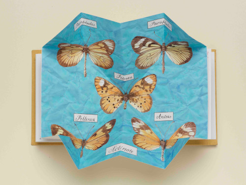 Carol Kearn's butterfly book